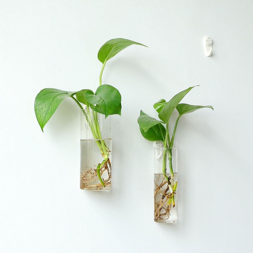 Hydroponic Plants Purify House - Hydroponic Grow Pod ulasan dan harga