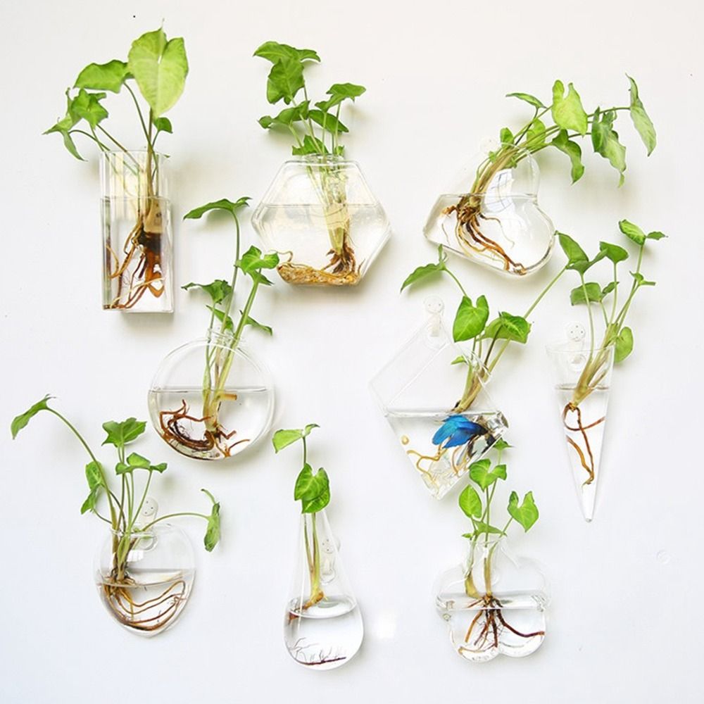 Hydroponic Plants Purify House - Hydroponic Grow Pod ulasan dan harga